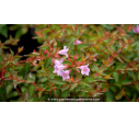 ABELIA x grandiflora 'Edward Goucher' ABELIA x grandiflora 'Edward Goucher'