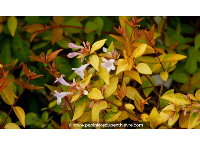 ABELIA x grandiflora 'Francis Mason' - Été ABELIA x grandiflora 'Francis Mason' - Été