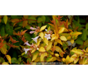 ABELIA x grandiflora 'Francis Mason' - Été ABELIA x grandiflora 'Francis Mason' - Été