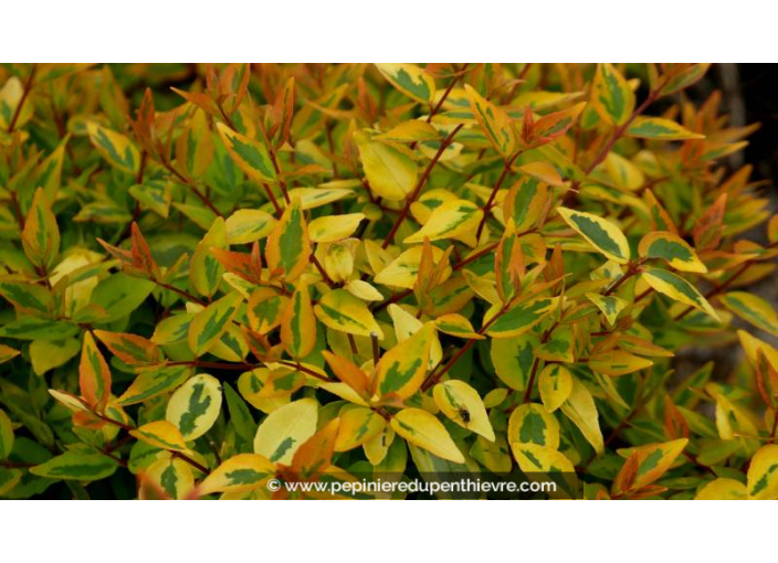 ABELIA x grandiflora 'Kaleïdoscope' ABELIA x grandiflora 'Kaleïdoscope'