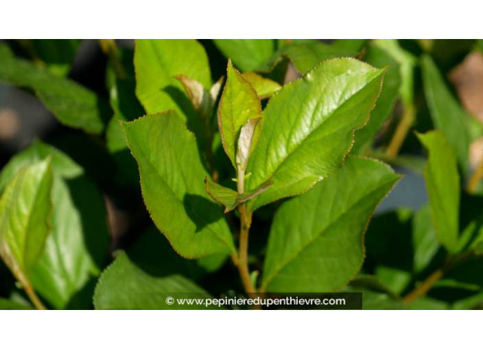 ARONIA arbutifolia 'Brilliant', fruitier, blanc - Pépinière du Penthièvre ARONIA arbutifolia 'Brilliant', fruitier, blanc - Pépinière du Penthièvre