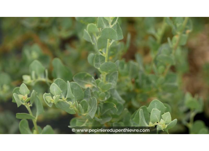 ATRIPLEX halimus