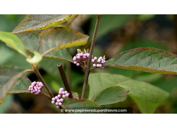 CALLICARPA bodinieri 'Profusion' - Été