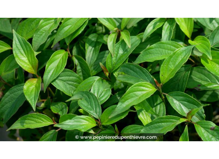 CORNUS sericea 'Kelseyi'