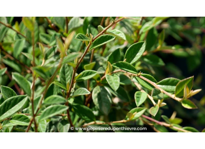 COTONEASTER lacteus