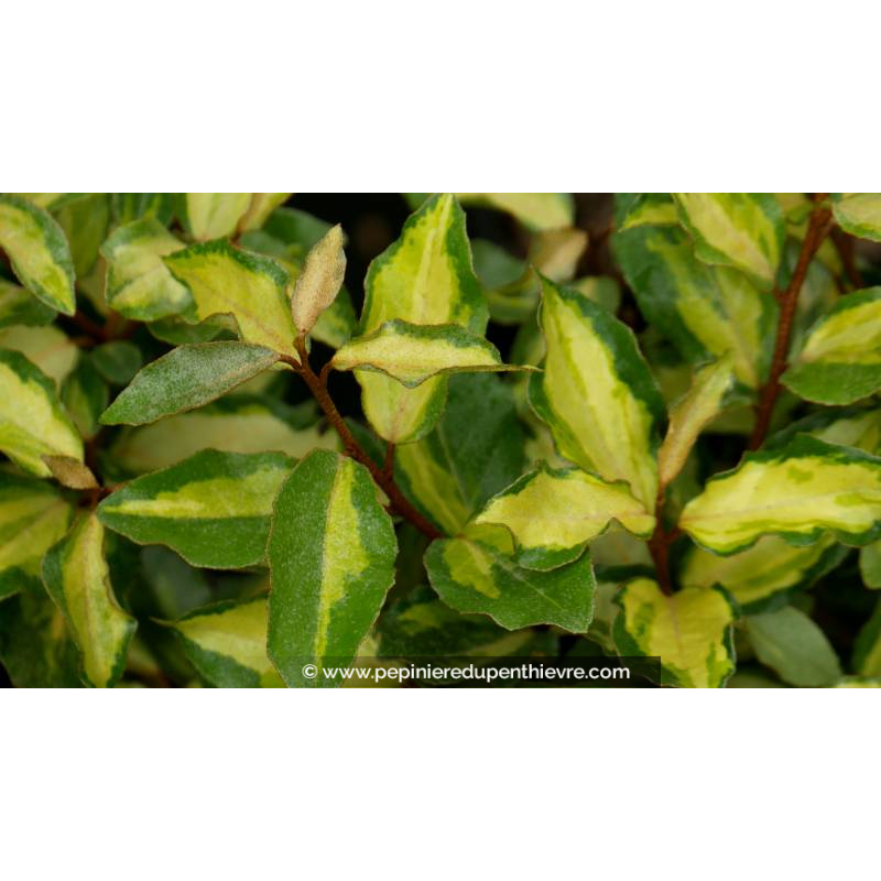 ELAEAGNUS x ebbingei 'Maryline' - Été