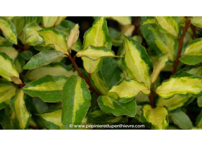 ELAEAGNUS x ebbingei 'Maryline' - Été
