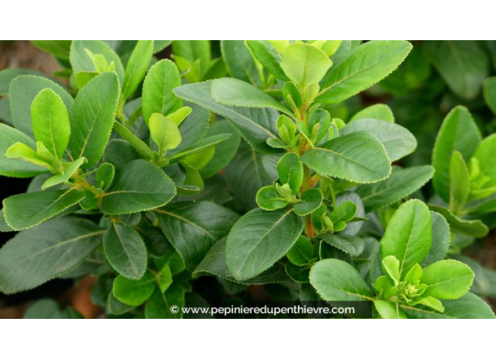 ESCALLONIA laevis 'Pink Elle'