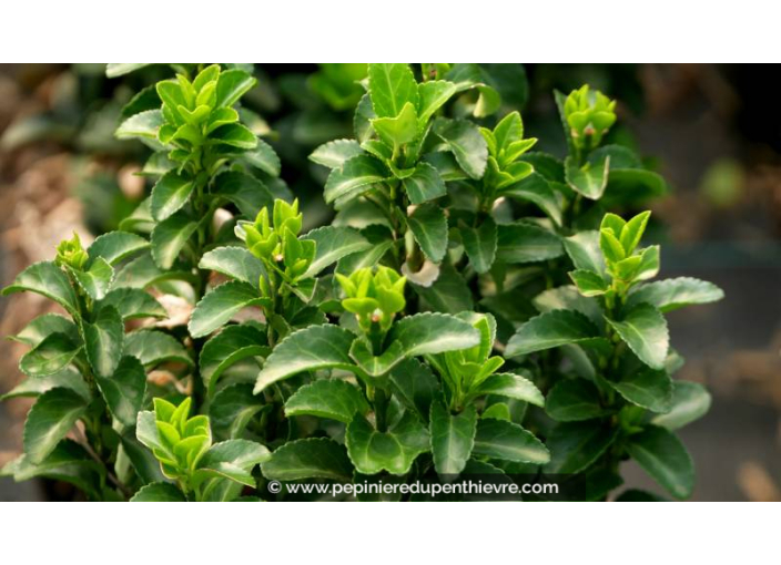 EUONYMUS japonicus 'Benkomasaki' EUONYMUS japonicus 'Benkomasaki'