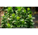EUONYMUS japonicus 'Benkomasaki' EUONYMUS japonicus 'Benkomasaki'