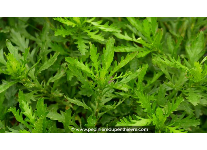 EURYOPS chrysanthemoides, marguerite, jaune - Pépinière du Penthièvre