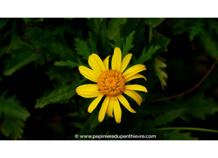 EURYOPS chrysanthemoides