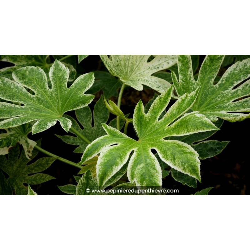 FATSIA japonica 'Spider's Web'