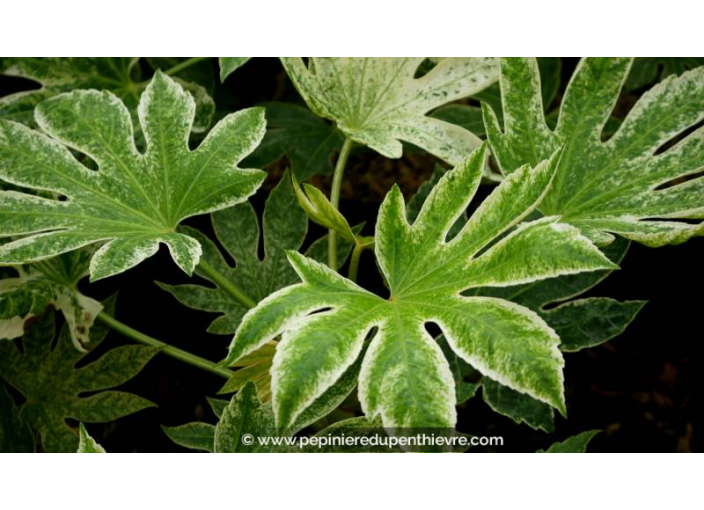 FATSIA japonica 'Spider's Web'