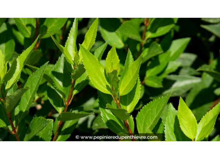 Mimosa de Paris 'Lynwood Gold', FORSYTHIA, jaune - Pépinière du Penthièvre Mimosa de Paris 'Lynwood Gold', FORSYTHIA, jaune - Pépinière du Penthièvre