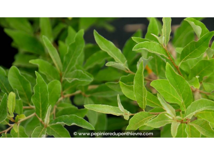 GOUMI DU JAPON - ELAEAGNUS multiflora GOUMI DU JAPON - ELAEAGNUS multiflora