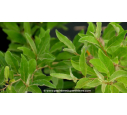 GOUMI DU JAPON - ELAEAGNUS multiflora GOUMI DU JAPON - ELAEAGNUS multiflora