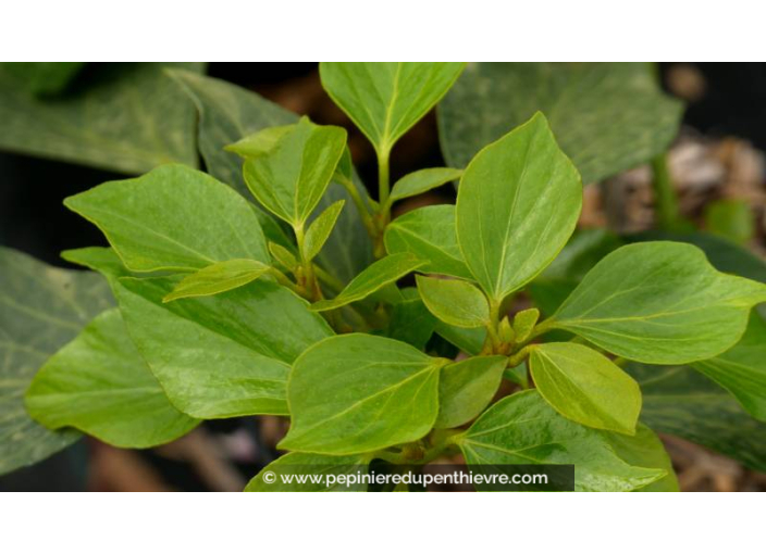 HEDERA colchica 'Arborescens' HEDERA colchica 'Arborescens'