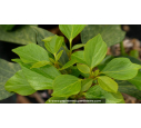 HEDERA colchica 'Arborescens' HEDERA colchica 'Arborescens'