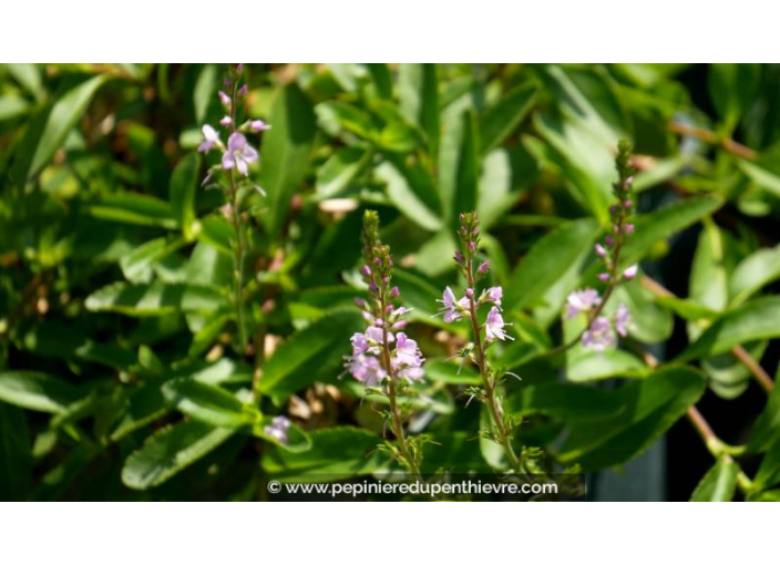 PARAHEBE 'Kenty Pink'