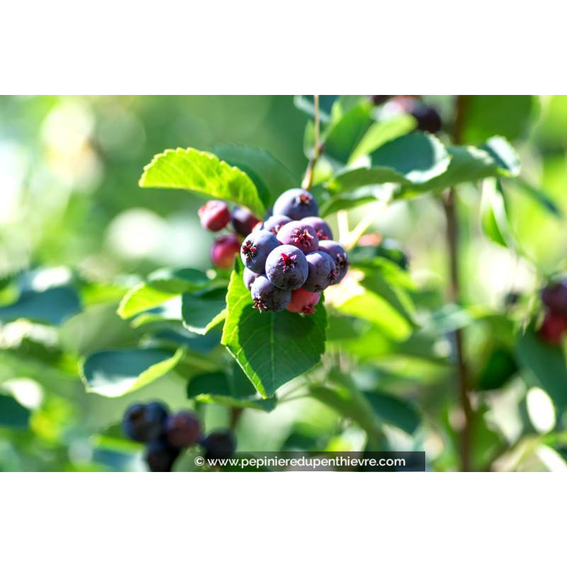 AMELANCHIER ovalis