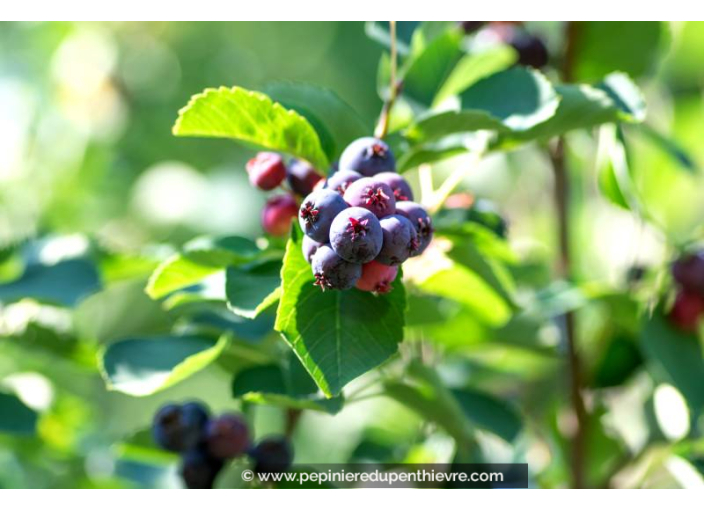 AMELANCHIER ovalis