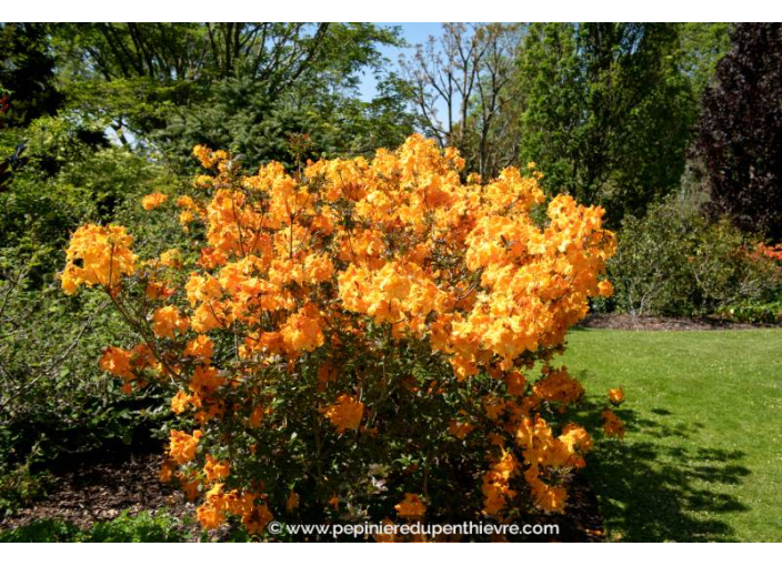 AZALEA mollis 'Klondyke' (orange)