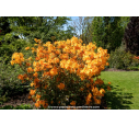 AZALEA mollis 'Klondyke' (orange)