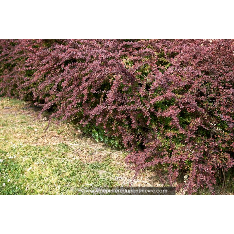 BERBERIS thunbergii 'Atropurpurea'