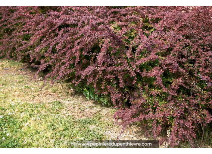 BERBERIS thunbergii 'Atropurpurea'