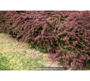 BERBERIS thunbergii 'Atropurpurea'