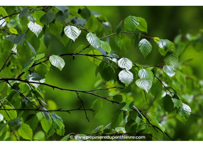 BETULA pubescens