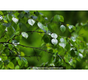 BETULA pubescens