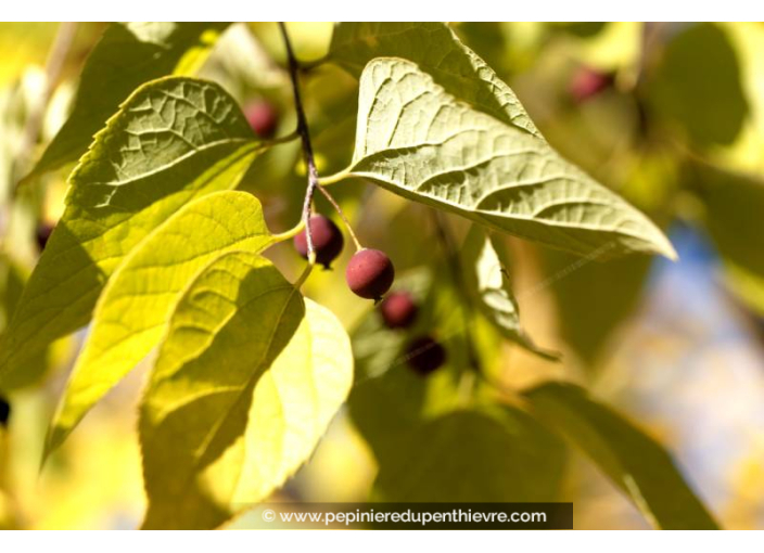 CELTIS australis