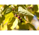 CELTIS australis CELTIS australis