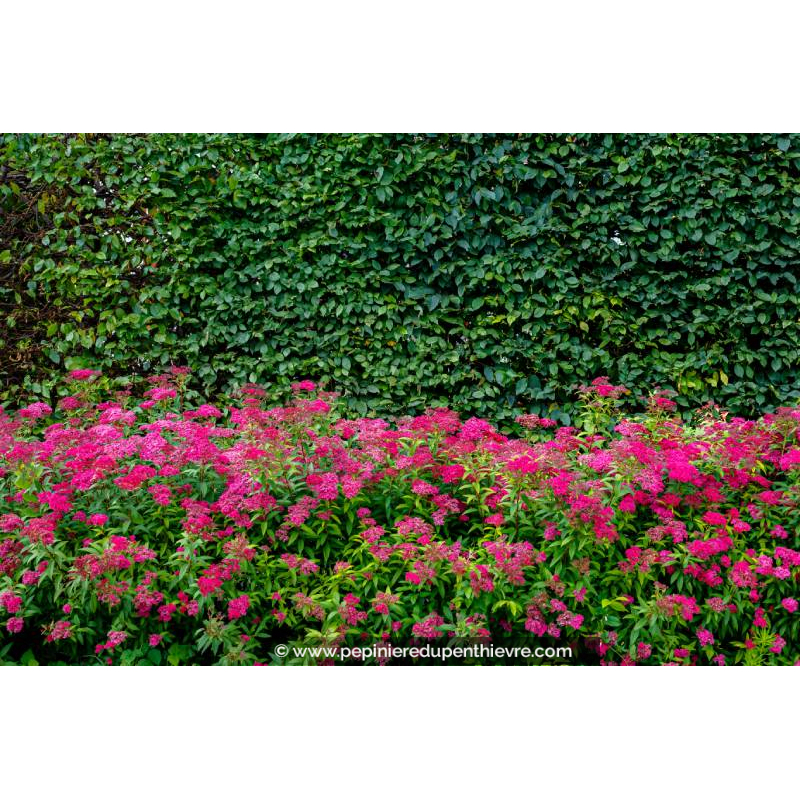 SPIRAEA x bumalda 'Anthony Waterer'