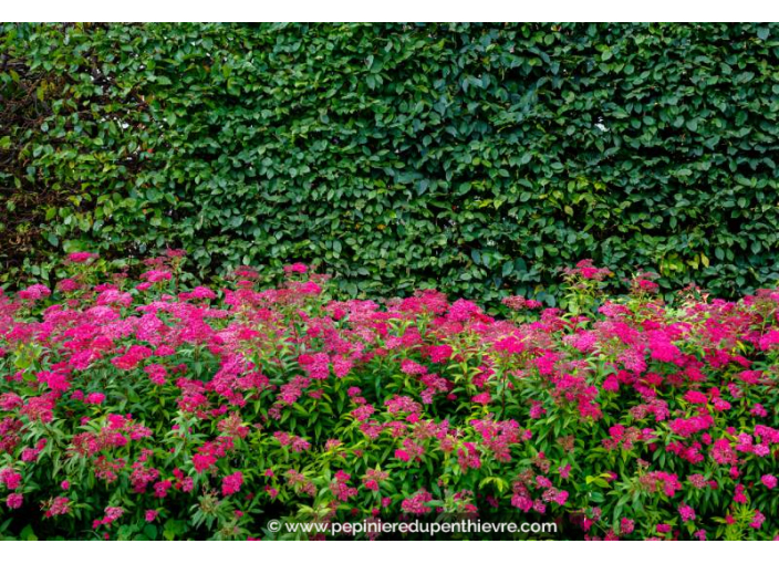 SPIRAEA x bumalda 'Anthony Waterer'
