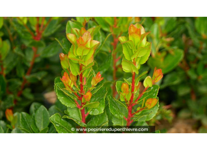 ARBUTUS unedo 'Rubra' ARBUTUS unedo 'Rubra'