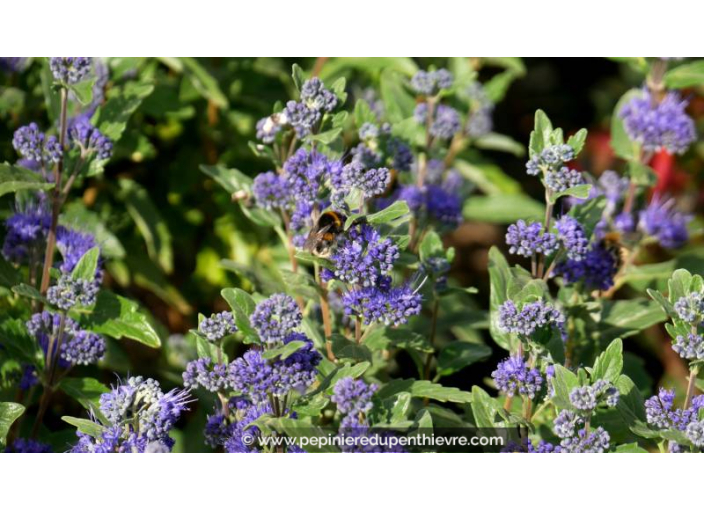 CARYOPTERIS x clandonensis 'Grand Bleu' - Été