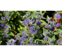 CARYOPTERIS x clandonensis 'Grand Bleu' - Été