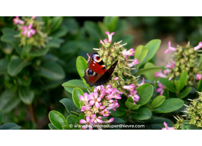 ESCALLONIA laevis 'Pink Elle' - Été