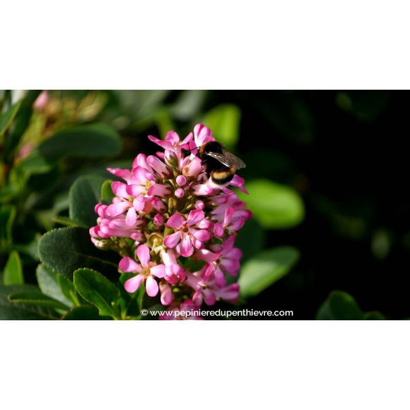 ESCALLONIA laevis 'Pink Elle' - Été