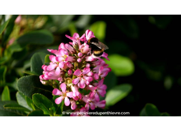 ESCALLONIA laevis 'Pink Elle' - Été