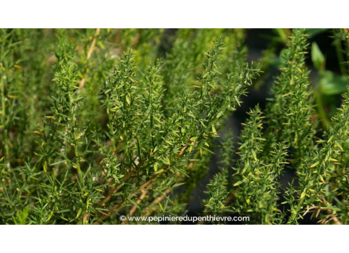 GENISTA hispanica GENISTA hispanica