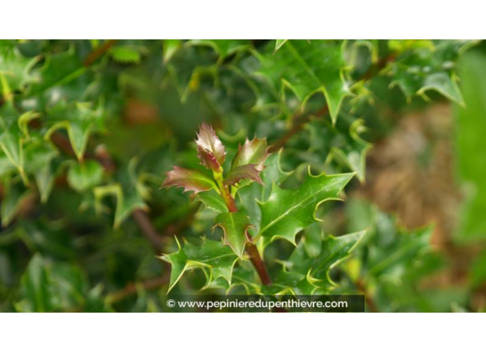 ILEX aquifolium