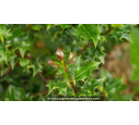 ILEX aquifolium