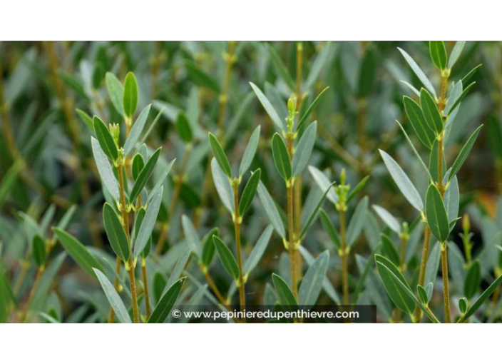 PHILLYREA angustifolia