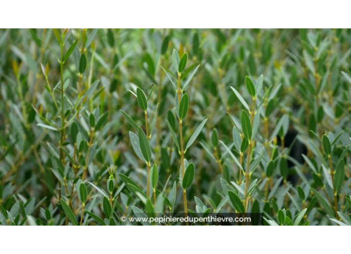 PHILLYREA angustifolia