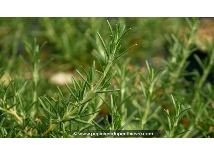 ROSMARINUS officinalis 'Corsican Blue' ROSMARINUS officinalis 'Corsican Blue'