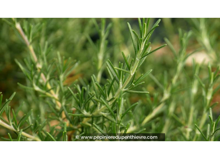 ROSMARINUS officinalis 'Corsican Blue' ROSMARINUS officinalis 'Corsican Blue'
